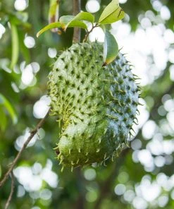 Brighter Blooms Soursop 'Guanabana' Tree Fruit Trees