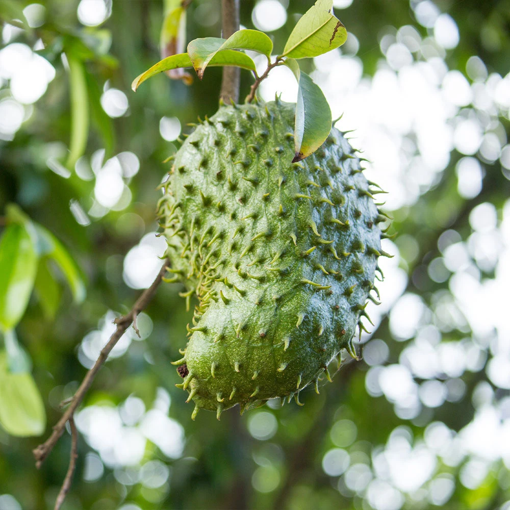 Brighter Blooms Soursop 'Guanabana' Tree Fruit Trees 2 Brighter Blooms Soursop 'Guanabana' Tree Fruit Trees