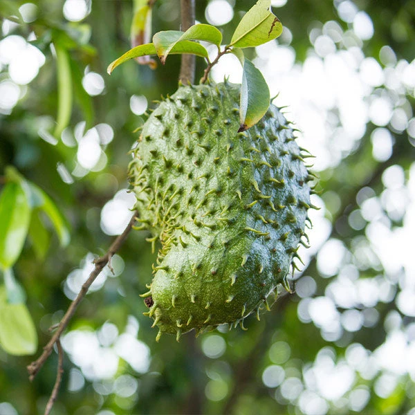 Brighter Blooms Soursop 'Guanabana' Tree Fruit Trees 1 Brighter Blooms Soursop 'Guanabana' Tree Fruit Trees