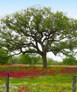Brighter Blooms Live Oak Tree