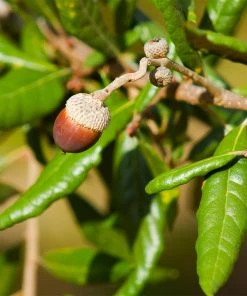 Brighter Blooms Live Oak Tree