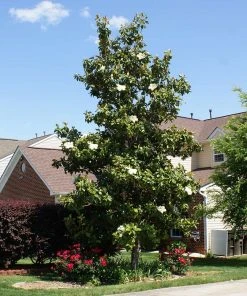 Brighter Blooms Evergreen & Privacy Southern Magnolia Tree 9 Brighter Blooms Evergreen & Privacy Southern Magnolia Tree