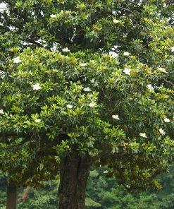 Brighter Blooms Evergreen & Privacy Southern Magnolia Tree 8 Brighter Blooms Evergreen & Privacy Southern Magnolia Tree