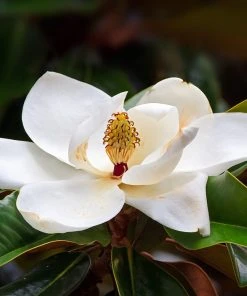 Brighter Blooms Evergreen & Privacy Southern Magnolia Tree 7 Brighter Blooms Evergreen & Privacy Southern Magnolia Tree