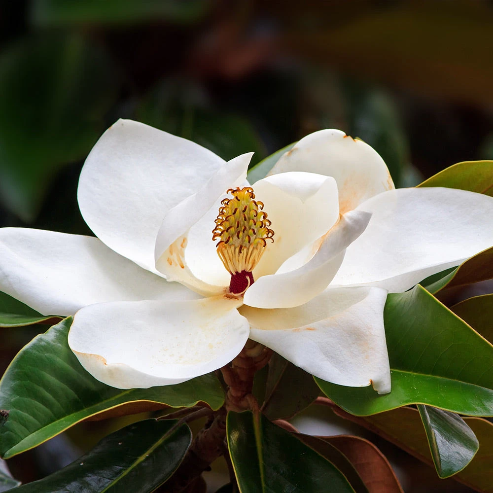 Brighter Blooms Evergreen & Privacy Southern Magnolia Tree 3 Brighter Blooms Evergreen & Privacy Southern Magnolia Tree