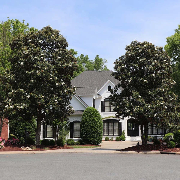 Brighter Blooms Evergreen & Privacy Southern Magnolia Tree 1 Brighter Blooms Evergreen & Privacy Southern Magnolia Tree