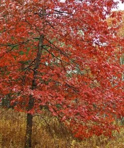 Brighter Blooms Shade Trees Southern Red Oak Tree