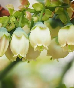 Brighter Blooms Blueberry Bushes Spartan Blueberry Bush 7 Brighter Blooms Blueberry Bushes Spartan Blueberry Bush
