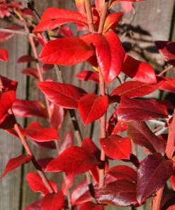 Brighter Blooms Blueberry Bushes Spartan Blueberry Bush 8 Brighter Blooms Blueberry Bushes Spartan Blueberry Bush