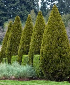 Brighter Blooms Spartan Juniper Tree Evergreen & Privacy