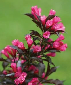 Brighter Blooms Spilled Wine® Weigela Shrub 8 Brighter Blooms Spilled Wine® Weigela Shrub