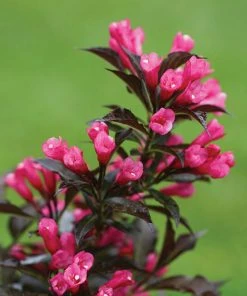 Brighter Blooms Spilled Wine® Weigela Shrub