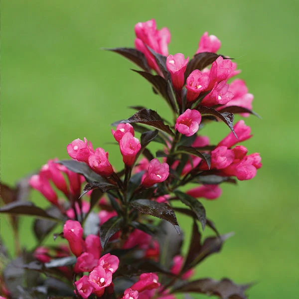 Brighter Blooms Spilled Wine® Weigela Shrub 1 Brighter Blooms Spilled Wine® Weigela Shrub