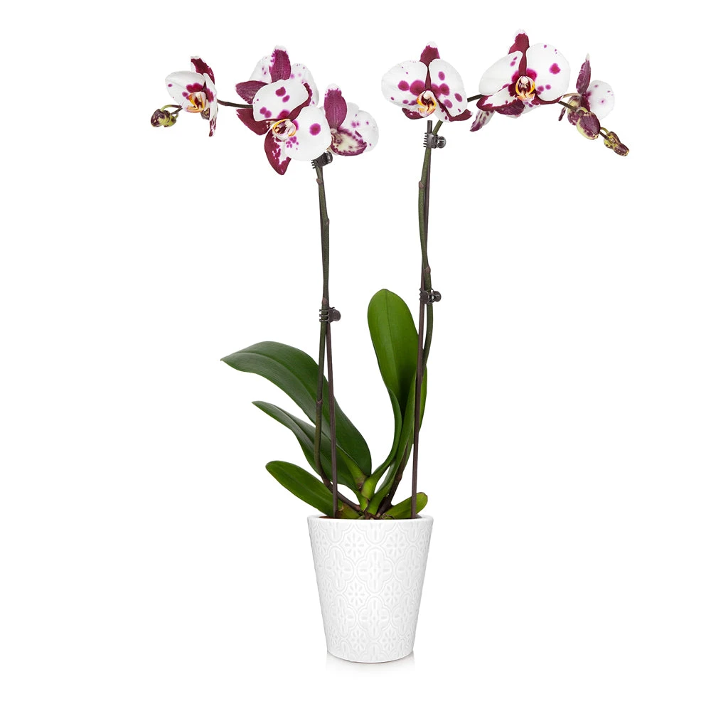 Brighter Blooms SHOP ALL Orchid Plant In White Pot 12 Brighter Blooms SHOP ALL Orchid Plant In White Pot