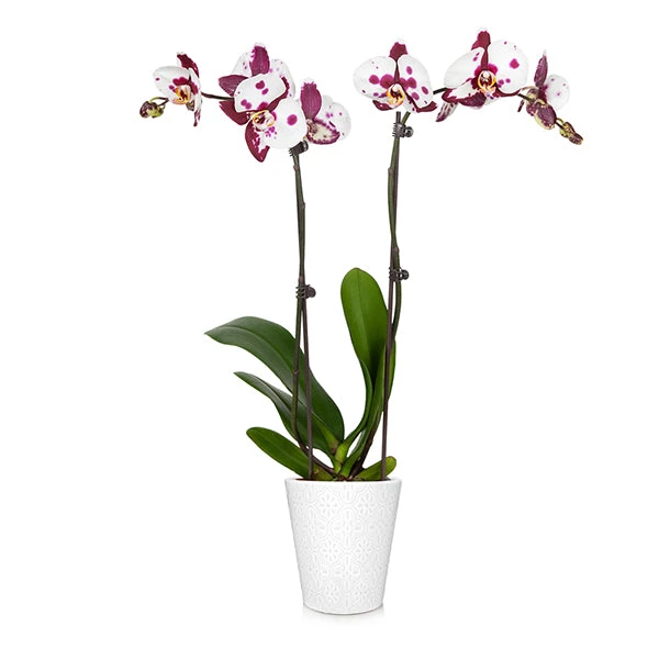 Brighter Blooms SHOP ALL Orchid Plant In White Pot 1 Brighter Blooms SHOP ALL Orchid Plant In White Pot