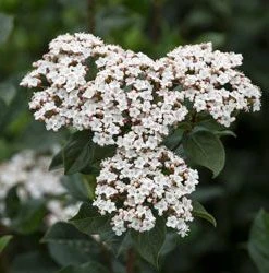 Brighter Blooms Spring Bouquet Viburnum Shrubs & Hedges