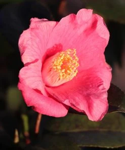 Brighter Blooms Camellia Shrubs Spring's Promise Camellia Shrub 6 Brighter Blooms Camellia Shrubs Spring's Promise Camellia Shrub