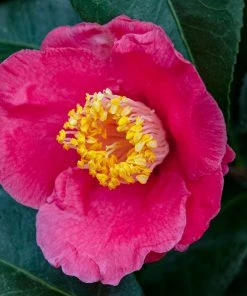 Brighter Blooms Camellia Shrubs Spring's Promise Camellia Shrub