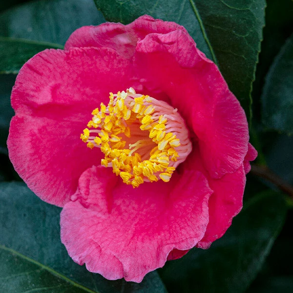 Brighter Blooms Camellia Shrubs Spring's Promise Camellia Shrub 1 Brighter Blooms Camellia Shrubs Spring's Promise Camellia Shrub