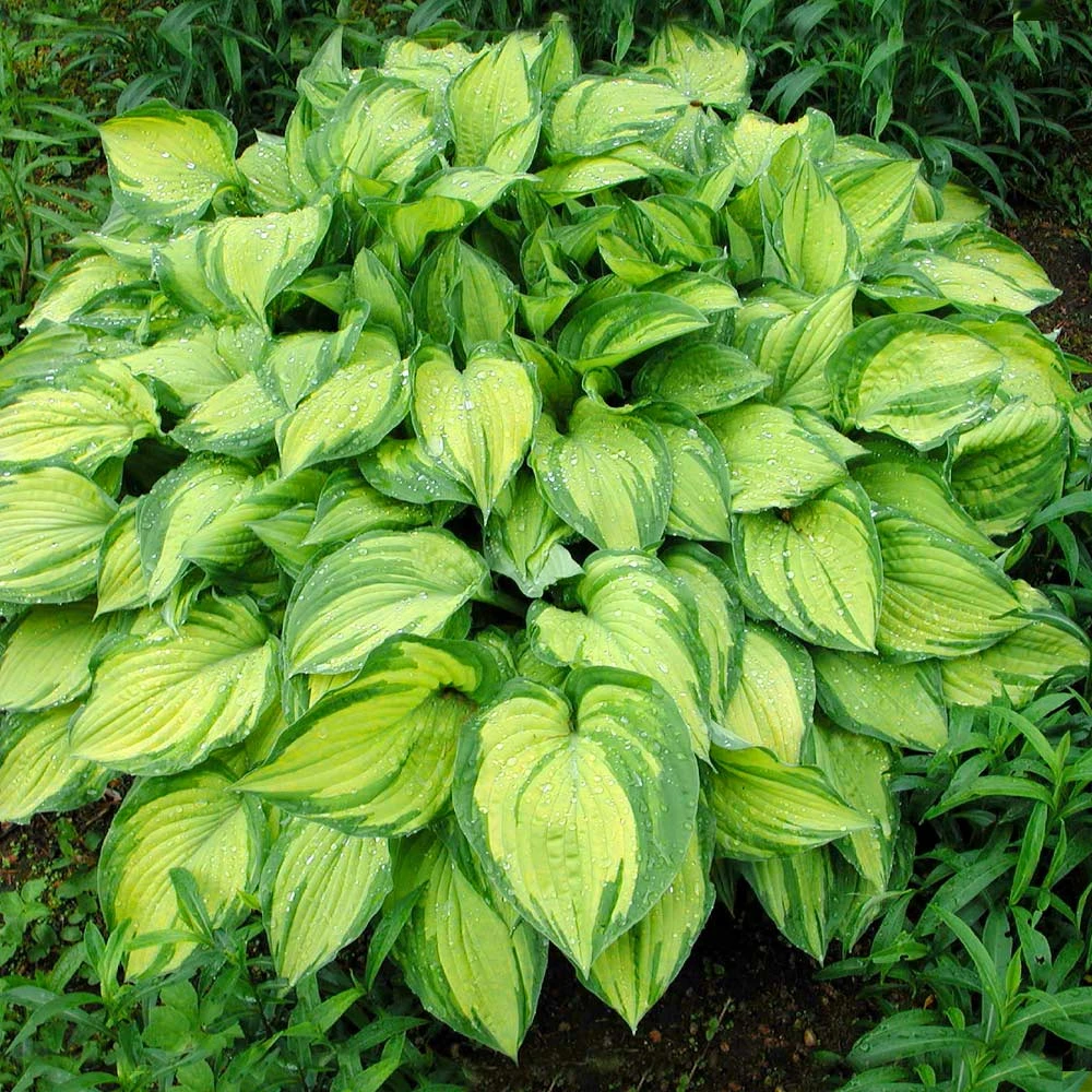 Brighter Blooms Perennials Stained Glass Hosta 2 Brighter Blooms Perennials Stained Glass Hosta