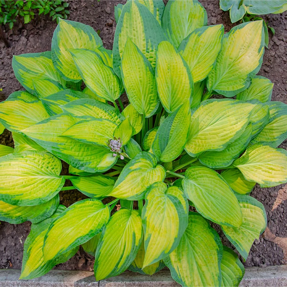 Brighter Blooms Perennials Stained Glass Hosta 4 Brighter Blooms Perennials Stained Glass Hosta