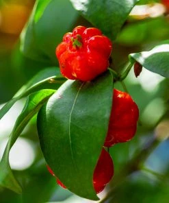 Brighter Blooms Star Cherry Tree (Pitanga) 10 Brighter Blooms Star Cherry Tree (Pitanga)