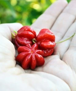 Brighter Blooms Star Cherry Tree (Pitanga) 11 Brighter Blooms Star Cherry Tree (Pitanga)