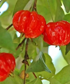 Brighter Blooms Star Cherry Tree (Pitanga) 8 Brighter Blooms Star Cherry Tree (Pitanga)