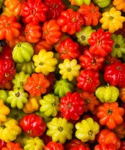 Brighter Blooms Star Cherry Tree (Pitanga) 9 Brighter Blooms Star Cherry Tree (Pitanga)