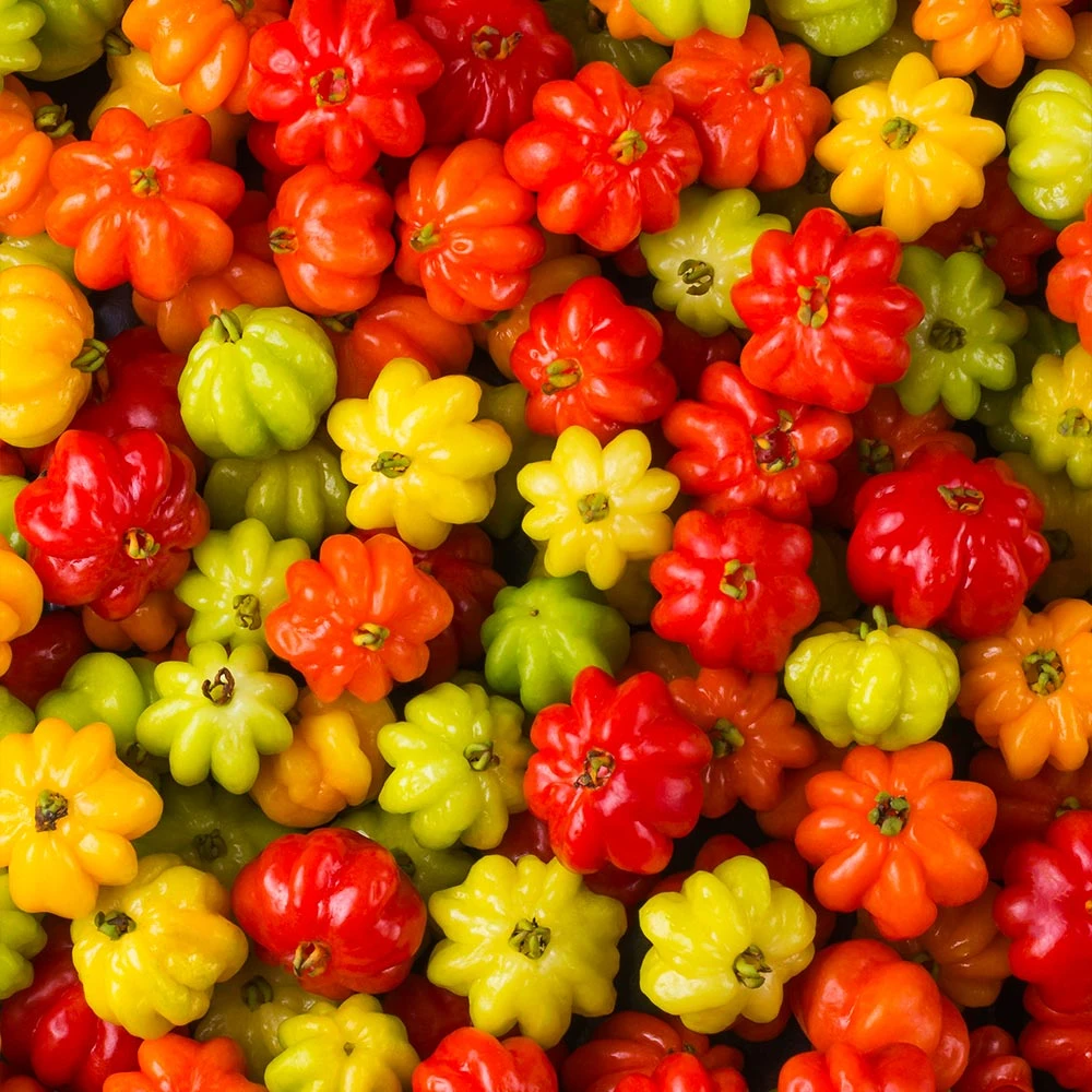 Brighter Blooms Star Cherry Tree (Pitanga) 4 Brighter Blooms Star Cherry Tree (Pitanga)