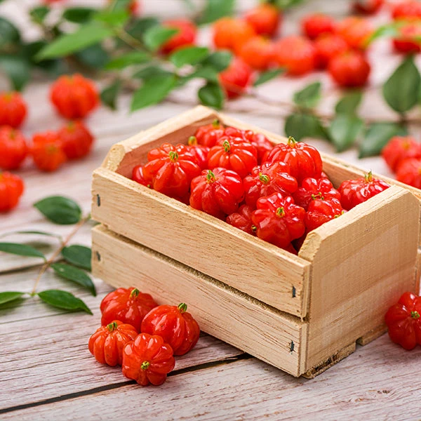 Brighter Blooms Star Cherry Tree (Pitanga) 1 Brighter Blooms Star Cherry Tree (Pitanga)