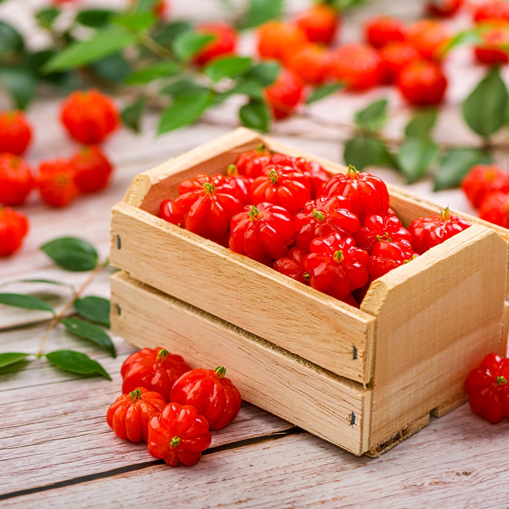 Brighter Blooms Star Cherry Tree (Pitanga) 2 Brighter Blooms Star Cherry Tree (Pitanga)