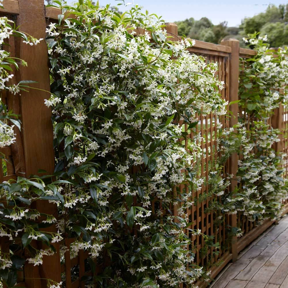 Brighter Blooms Star Jasmine Vine 2 Brighter Blooms Star Jasmine Vine