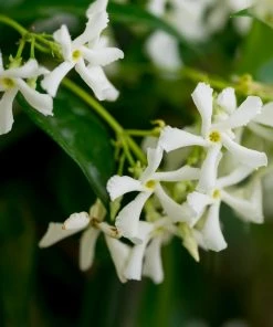 Brighter Blooms Star Jasmine Vine 5 Brighter Blooms Star Jasmine Vine