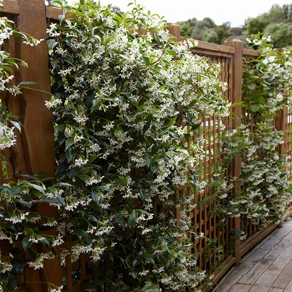 Brighter Blooms Star Jasmine Vine 1 Brighter Blooms Star Jasmine Vine