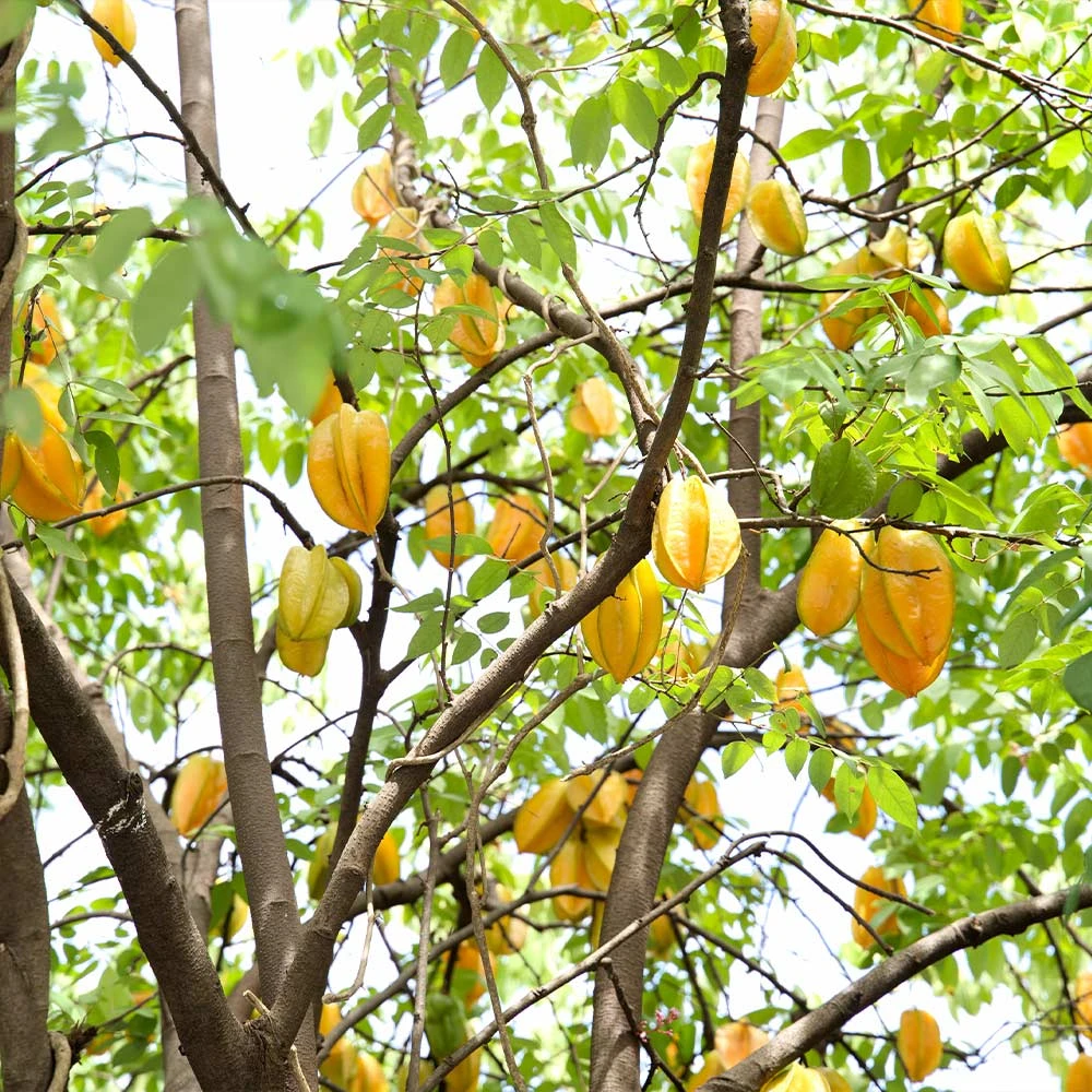 Brighter Blooms Starfruit Tree (Carambola) 5 Brighter Blooms Starfruit Tree (Carambola)
