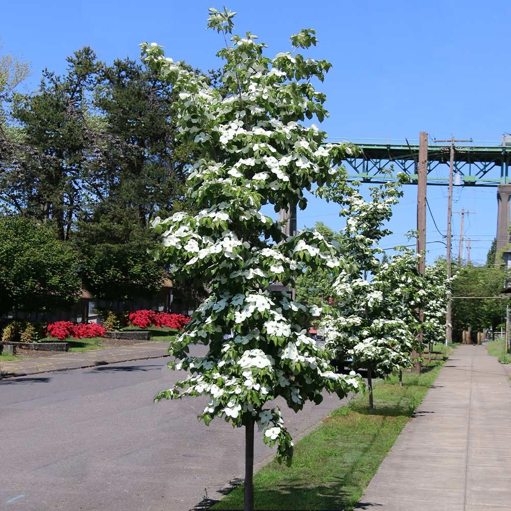 Brighter Blooms Starlight Flowering Dogwood Tree 5 Brighter Blooms Starlight Flowering Dogwood Tree