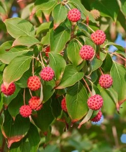 Brighter Blooms Starlight Flowering Dogwood Tree 8 Brighter Blooms Starlight Flowering Dogwood Tree