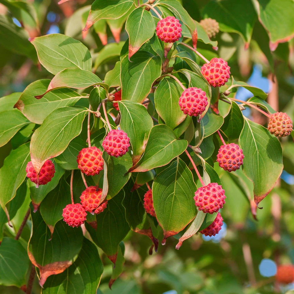 Brighter Blooms Starlight Flowering Dogwood Tree 4 Brighter Blooms Starlight Flowering Dogwood Tree