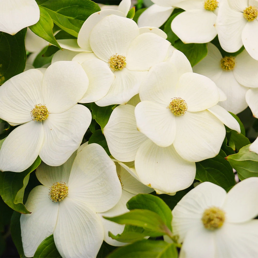 Brighter Blooms Starlight Flowering Dogwood Tree 3 Brighter Blooms Starlight Flowering Dogwood Tree
