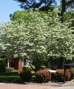 Brighter Blooms Starlight Flowering Dogwood Tree