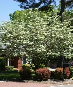 Brighter Blooms Starlight Flowering Dogwood Tree
