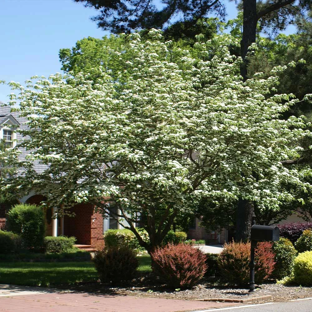 Brighter Blooms Starlight Flowering Dogwood Tree 1 Brighter Blooms Starlight Flowering Dogwood Tree