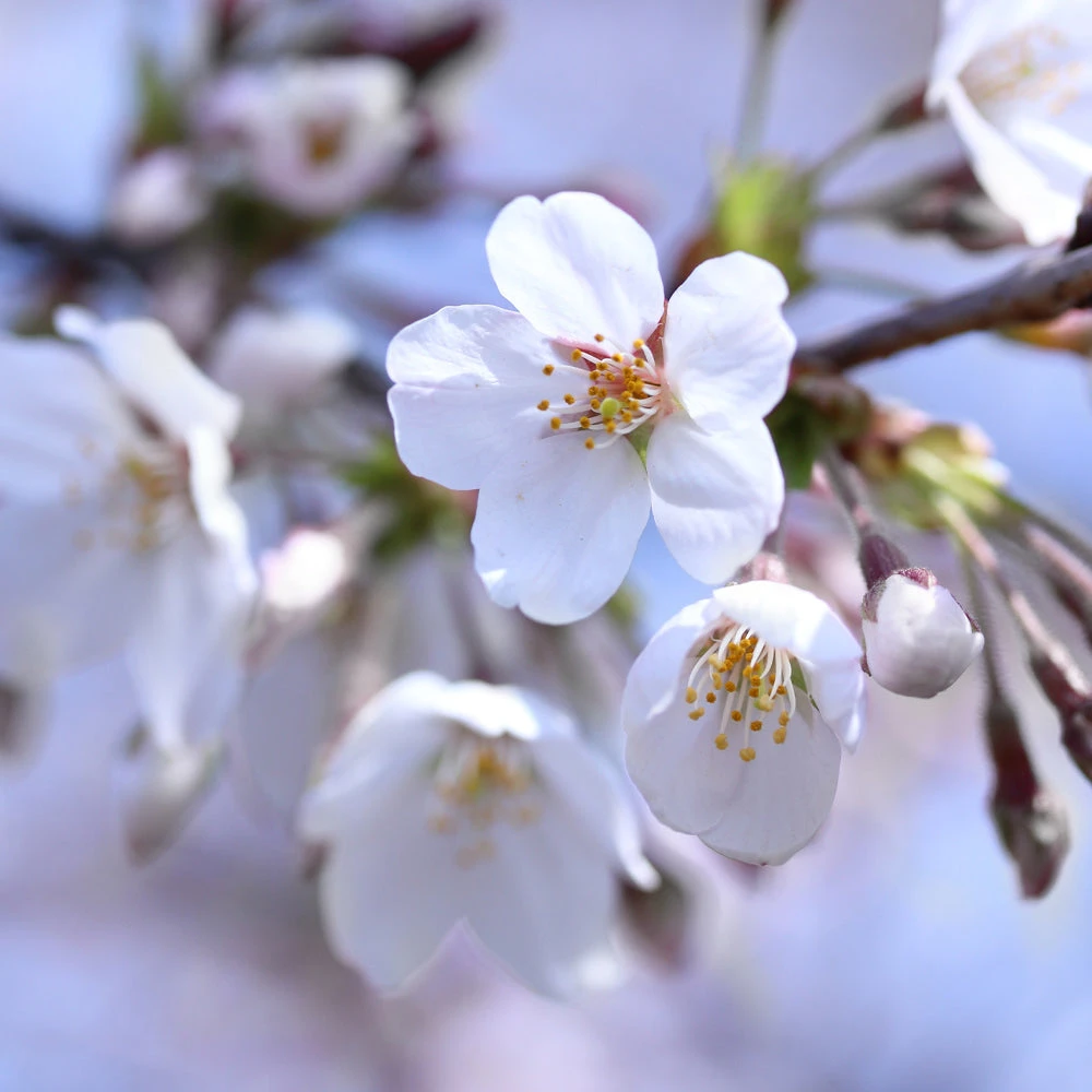 Brighter Blooms Stella Cherry Tree 4 Brighter Blooms Stella Cherry Tree