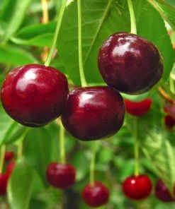 Brighter Blooms Stella Cherry Tree