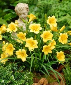 Brighter Blooms Stella D'Oro Daylily