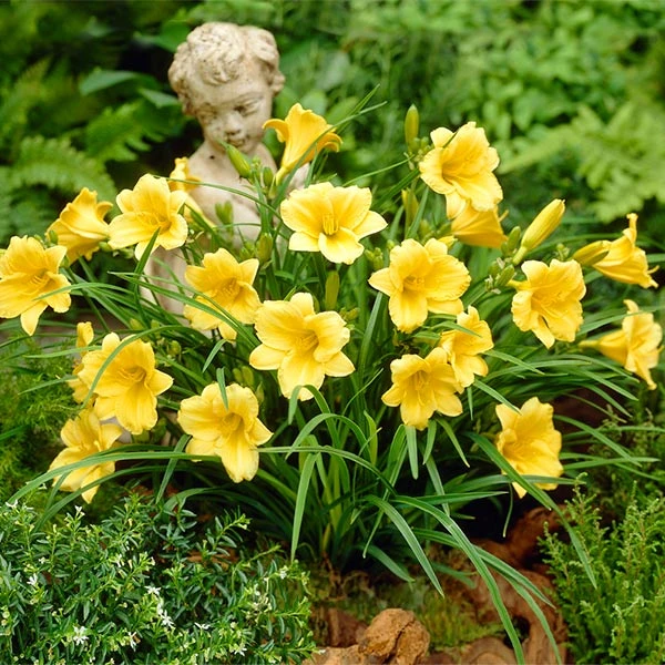 Brighter Blooms Stella D'Oro Daylily 1 Brighter Blooms Stella D'Oro Daylily