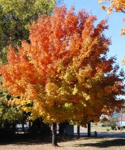 Brighter Blooms Sugar Maple Tree Shade Trees 11 Brighter Blooms Sugar Maple Tree Shade Trees