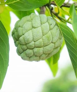 Brighter Blooms Sugar Apple Tree Fruit Trees 9 Brighter Blooms Sugar Apple Tree Fruit Trees