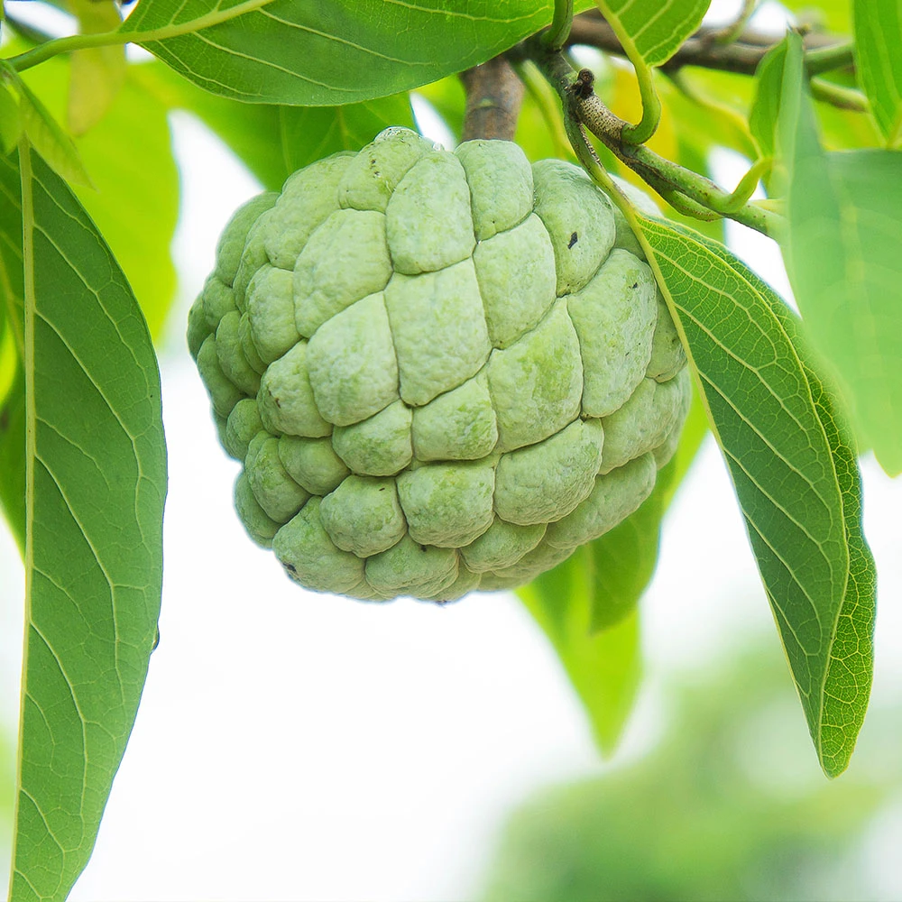 Brighter Blooms Sugar Apple Tree Fruit Trees 5 Brighter Blooms Sugar Apple Tree Fruit Trees